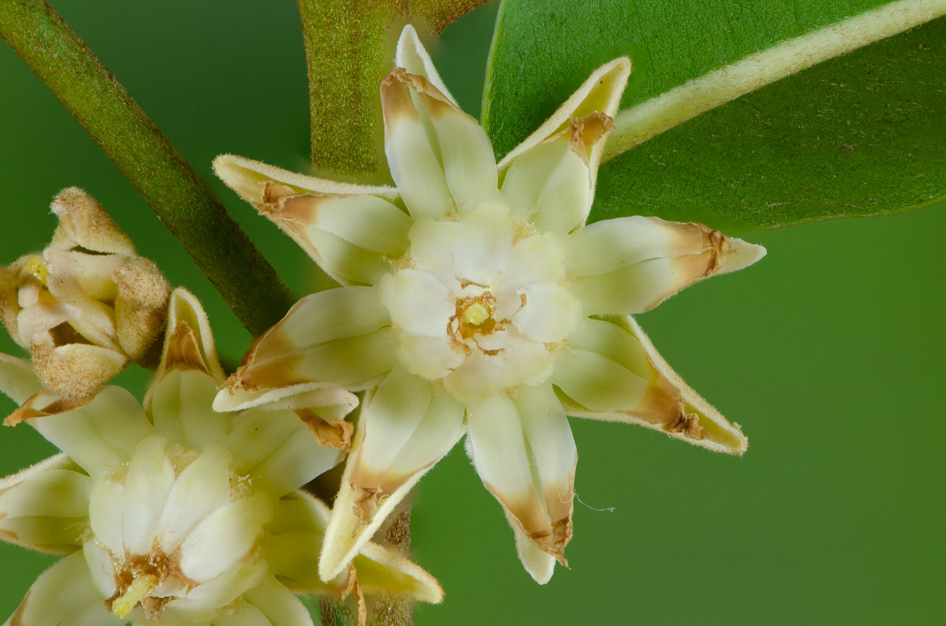 北京園藝助手App開(kāi)發(fā)，打造多彩花園的數(shù)字秘籍