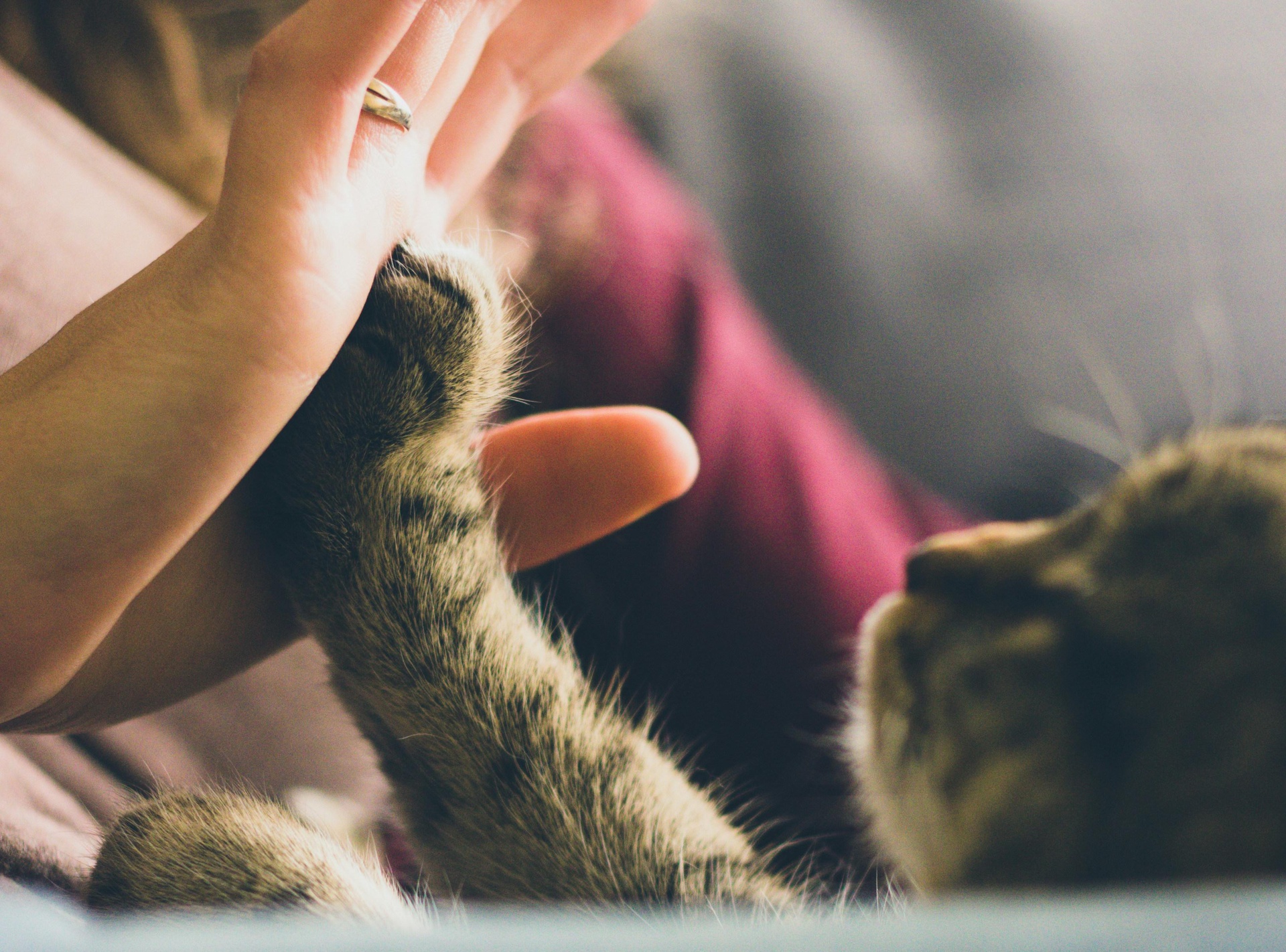 天津一站式寵物交易App開發(fā)，打造全方位交易體驗