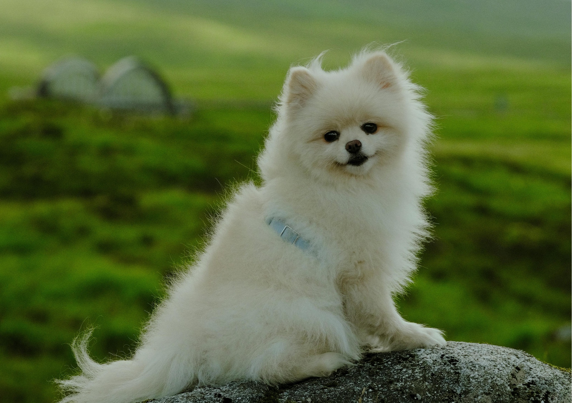 石家莊寵物拼車托運App開發(fā)，塑造拼車“它經(jīng)濟”