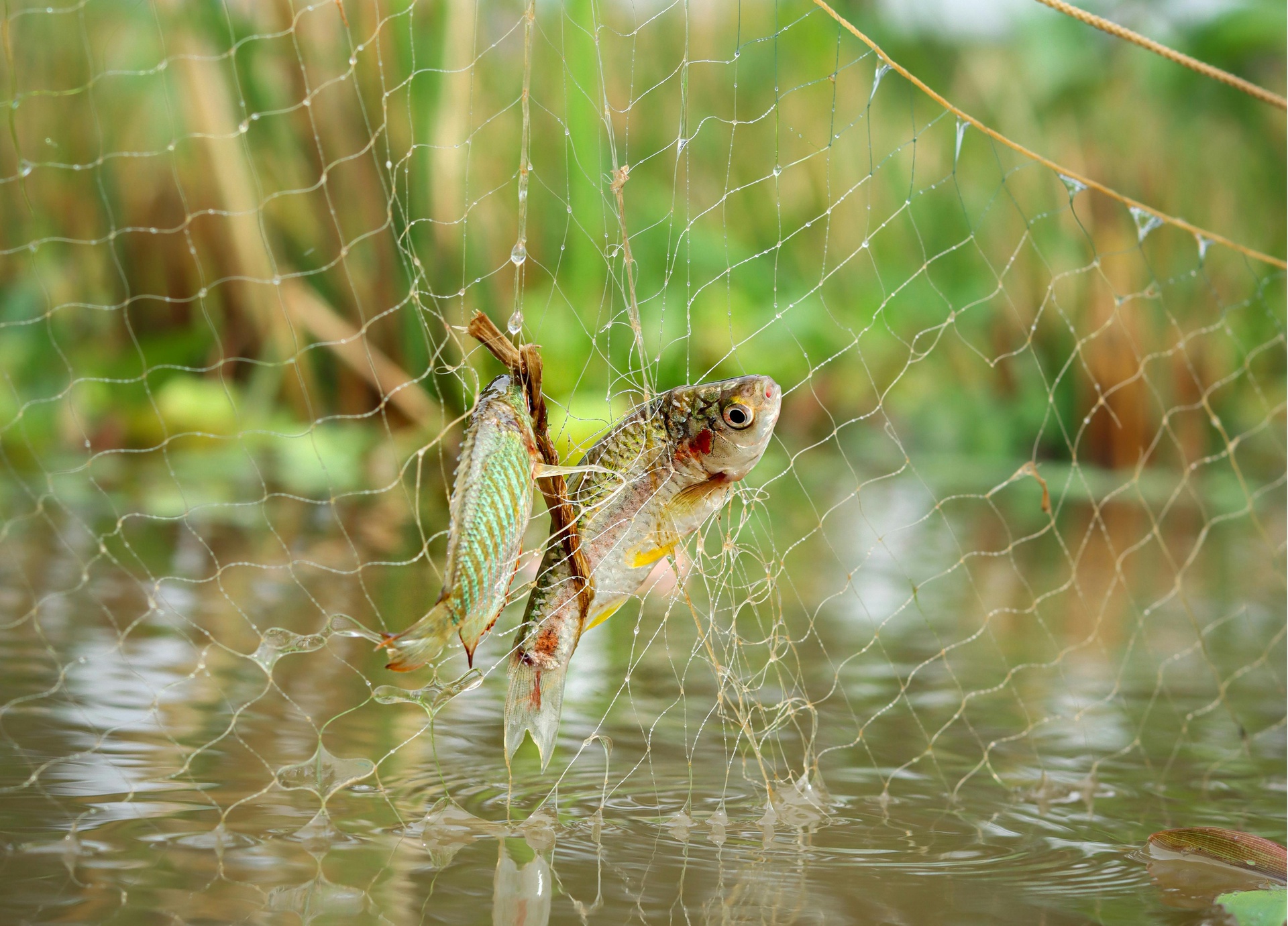 保定水產(chǎn)品信息資訊平臺(tái)App開發(fā)的功能介紹
